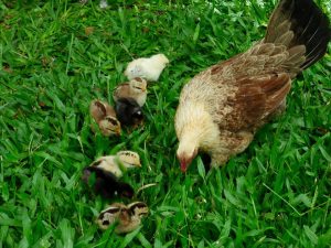 Hina Mauka chicken